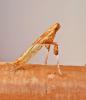 Caloptilia hemidactylella